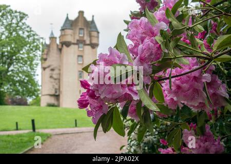 Azalea fiorisce sullo sfondo del Castello di Craigievar nelle Highlands scozzesi Foto Stock