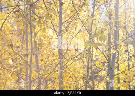 Giallo dorato foglie in Aspen Tree Grove in autunno Foto Stock