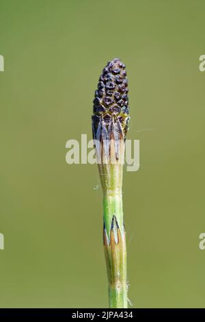 Horsetail Marsh (Equisteum palustre) spore cone, Kenfig NNR, Glamorgan, Galles, Regno Unito, Maggio. Foto Stock