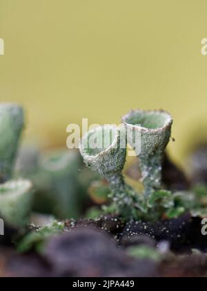 Coppa Pixie / lichen tromba in polvere (Cladonia fimbriata) con spore che formano coppe riproduttive, crescendo su un ramo di albero marcio, Kenfig NNR, Glamorgan Foto Stock