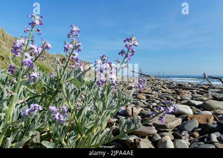 Stock di mare (Matthiola sinuata) fiorito tra ciottoli da spiaggia appena sopra la linea costiera, Kenfig NNR, Glamorgan, Galles, UK, Giugno. Foto Stock