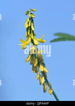 Tall or Golden melilot (Melilotus altissimus) Flowering Spike, Kenfig NNR, Glamorgan, Galles, Regno Unito, Luglio. Foto Stock