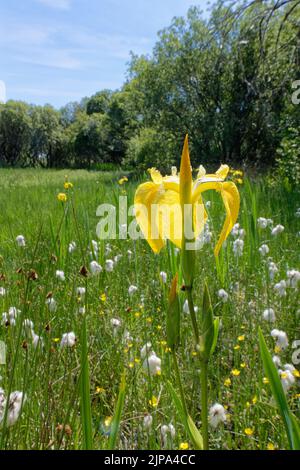 Bandiera gialla iris (Iris pseudacorus) e cottongrass comune (Eriophorum angustifolium) fiorito in una palude, Kenfig NNR, Glamorgan, Galles, Regno Unito, Giugno. Foto Stock