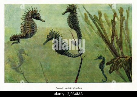 I cavallucci marini (ippocampo) galleggiano con code arricciate intorno alle piante sottomarine che proteggono i pesci pipa: Pittura dei primi anni '1900 dell'artista tedesco della fauna selvatica Paul Flanderky (1872-1937). Foto Stock