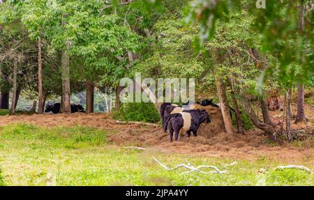 Mucche galloway cinture in un campo a Rockport, Maine Foto Stock