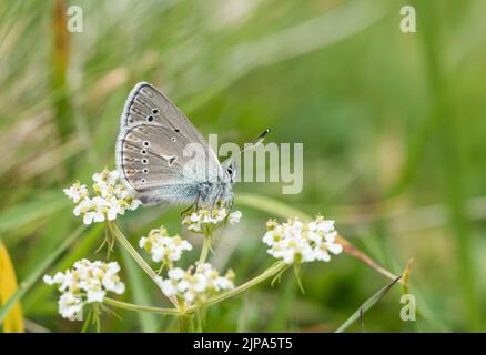 Geranio Argus alimentazione Foto Stock