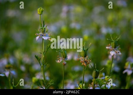 Albero di seme di cumino nero. Nigella sativa (cumino nero, nigella o kalonji) è una pianta fiorita annuale della famiglia Ranun Foto Stock