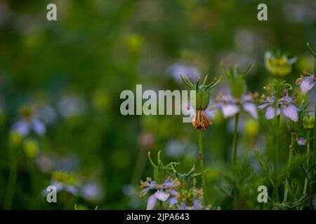 Nigella sativa (cumino nero, nigella o kalonji) è una pianta fiorita annuale della famiglia delle Ranunculaceae. Foto Stock