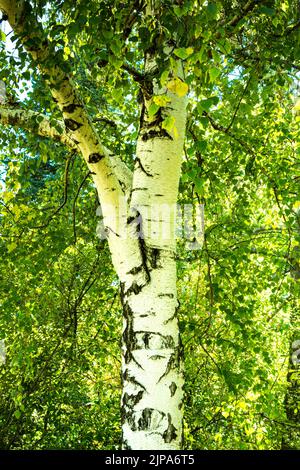 Tronco e fogliame di Birch piangente o White Birch Tree a Denver, Colorado, Stati Uniti Foto Stock