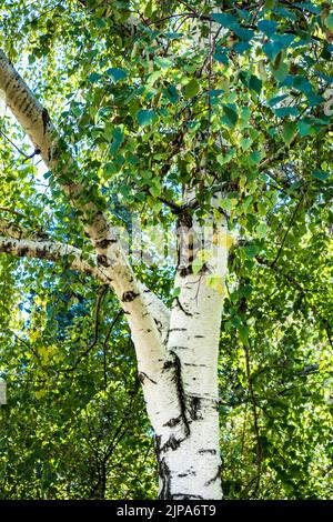 Tronco e fogliame di Birch piangente o White Birch Tree a Denver, Colorado, Stati Uniti Foto Stock