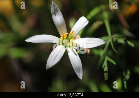 Giglio di pioggia bianco Foto Stock