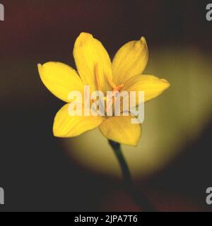 Giglio di pioggia giallo Foto Stock