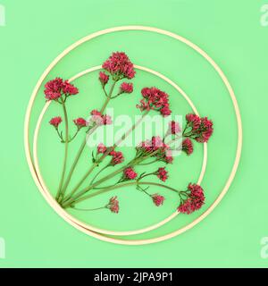 Pianta di erbe valeriane rosse in struttura circolare astratta. I fiori possono essere usati per fare il profumo. Composizione minima dello studio della natura botanica. Verde acceso. Foto Stock