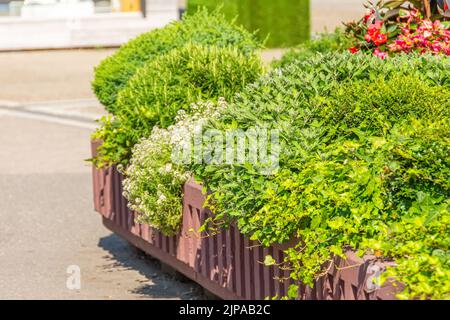 Giardinaggio e paesaggistica. Bella fiorita con diverse piante sulla strada della città Foto Stock