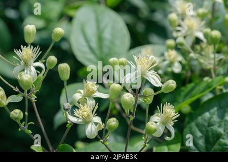 Fioritura della barba di Old mans (Clematis vitalba). Foto Stock