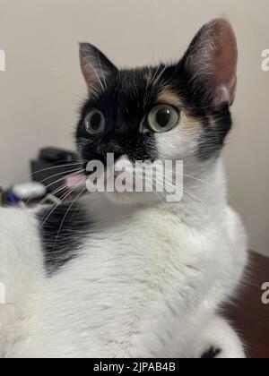 un ritratto di un gatto tricolore si trova sul tavolo. Foto Stock