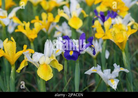 Fioritura dell'iride olandese (Iris x hollandica) in un giardino da taglio. Foto Stock