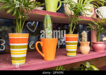 Ingresso al negozio di fiori. Carrello con piante da interno. Cactus in tazze varie sono sugli scaffali Foto Stock