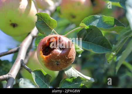 Mela malus domestica con marciume bruna (Monilinia laxa o monilinia fruttagena) sul ramo in frutteto. Foto Stock
