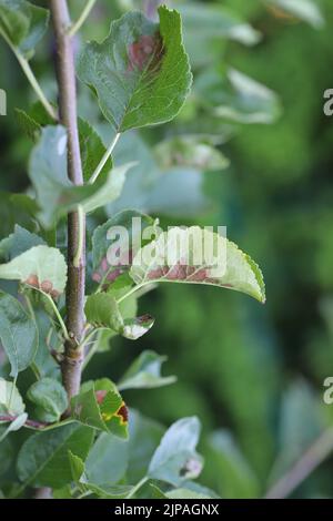 Macchie necrotiche sulle foglie di mela, una malattia fungina. Foto Stock