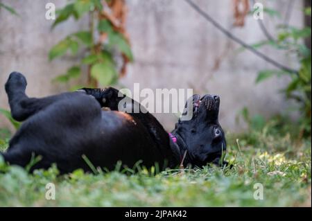 Youn carino nero labrador Retriever cucciolo giocosamente rotolando sulla sua schiena in erba. Foto Stock