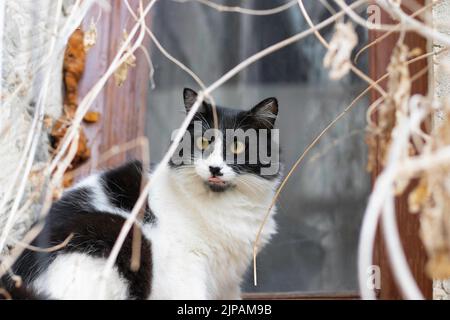 il gatto coca bianco e nero si stacca dalla lingua e si posa sulla vecchia finestra Foto Stock