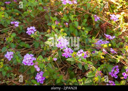 Lantana viola trainata in fiore con sfondo verde nel pomeriggio soleggiato Foto Stock