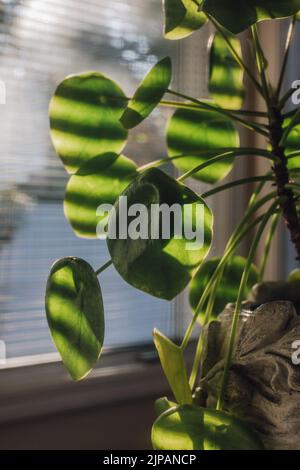 Pilea peperomioides, la pianta di moneta cinese, pianta di UFO, pianta di frittella o pianta missionaria, è una specie di pianta fiorita della famiglia di ortica Urtic Foto Stock