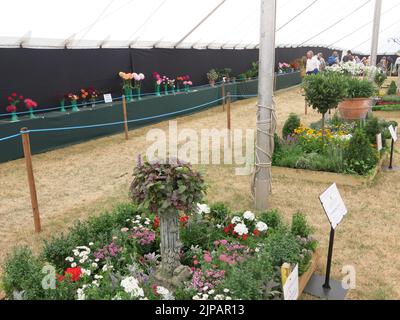 Fiori e piante in mostra in un tendone al Sandringham Flower Show del 2022 luglio, un evento annuale presso la residenza reale della Regina. Foto Stock