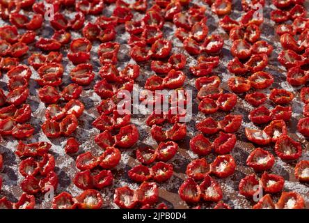 Lotti di pomodori giacenti l'uno accanto all'altro per asciugare e inscatolare. I pomodori sono salati. Foto Stock