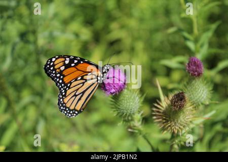 Farfalla Monarch con le ali chiuse per nutrire il cardo di toro a Miami Woods a Morton Grove, Illinois Foto Stock