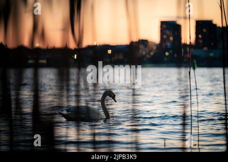 Cigno sul Mar Baltico al tramonto tra Lidingö e Stoccolma Foto Stock