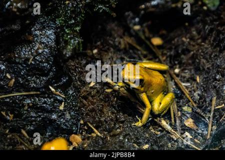 Un primo piano di una rana velena dorata sullo sporco Foto Stock