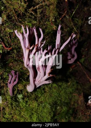 Fungo corallo violetto (Clavaria zollingeri) dalla foresta nuvolosa in Costa Rica Foto Stock