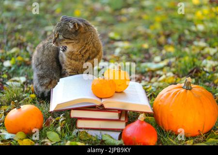 Libri, zucche, foglie autunnali e gatto emotivo in autunno Garden.Back a scuola. Gatto scienziato. Emozioni di una lettura Cat.Autumn. Halloween Foto Stock