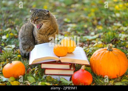 Libri e Cat.Books, zucche set, foglie autunnali e gatto emotivo in autunno Garden.Back a scuola. Gatto scienziato. Emozioni di un Cat.Autumn Foto Stock