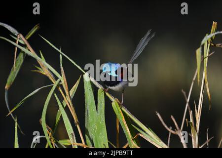 Un maschio australiano variegato Fairy-wren -Malurus lamberti, nominate razza- uccello appollaiato su erba alta alla ricerca di cibo nella morbida luce del mattino presto Foto Stock