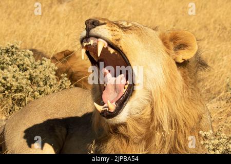 Una lunga e profonda crescita di un Leone africano Foto Stock