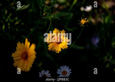 Lancia-leaf Coreopsis (Coreopsis lanceolata L.) in ambiente naturale Foto Stock