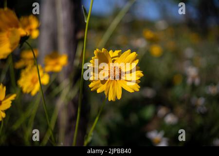 Lancia-leaf Coreopsis (Coreopsis lanceolata L.) in ambiente naturale Foto Stock