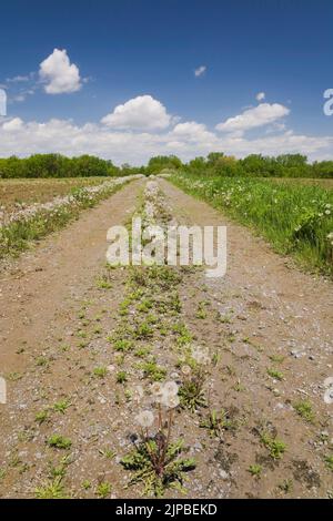 Strada sterrata ricoperta di erbacce in un campo agricolo in primavera. Foto Stock