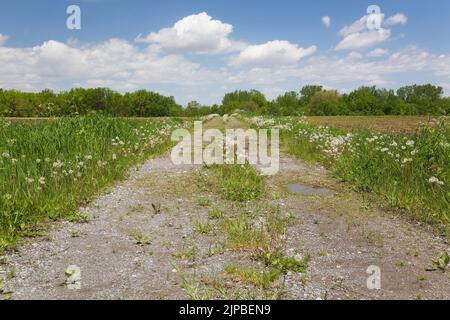 Strada sterrata ricoperta di erbacce in un campo agricolo in primavera. Foto Stock