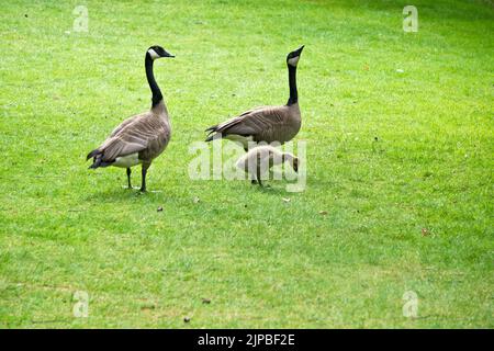 Due oche canadesi, Branta canadensis, e un gosling su un prato in primavera. Foto Stock