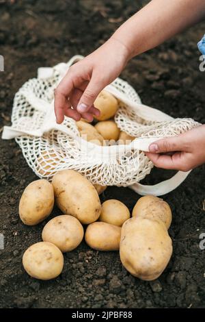 Ritratto in primo piano delle mani di una donna contadina che raccoglie le patate scavate in una borsa a rete. Crescita, raccolta, cernita e imballaggio in sacchi a rete Foto Stock