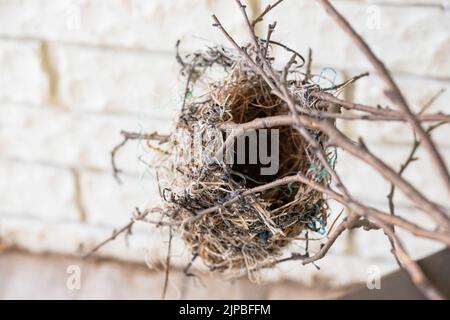 Un nido di uccelli Baltimora Oriole vuoto, Icterus galbula, attaccato a piccoli rami, caduto da un albero. Kansas, Stati Uniti. Foto Stock