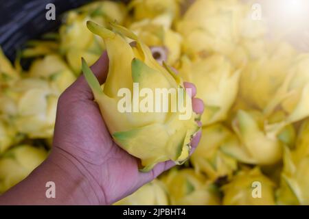 Frutta gialla del drago in mano. Frutta del drago di acquisto nel mercato, Thailandia. Frutta sana di perdita del peso. Una pitaya o pitahaya è una pianta in famiglia come c Foto Stock