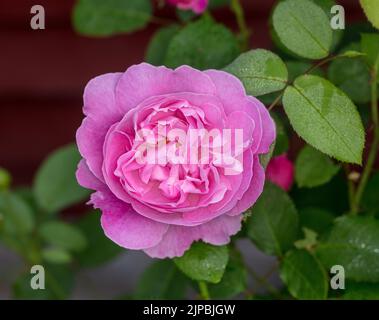 'Mary Rose, Ausmarya' Inglese Rose, Engelsk ros (Rosa) Foto Stock