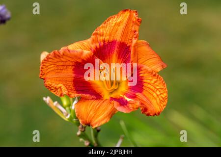 'Ballyhoo' Daylily, Daglilja (Hemerocallis) Foto Stock