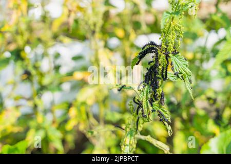 Le foglie di ortica si avvicinano a quelle mangiate dai pilastri neri con spine e puntini bianchi. Fase del bruco alla farfalla di pavone Foto Stock