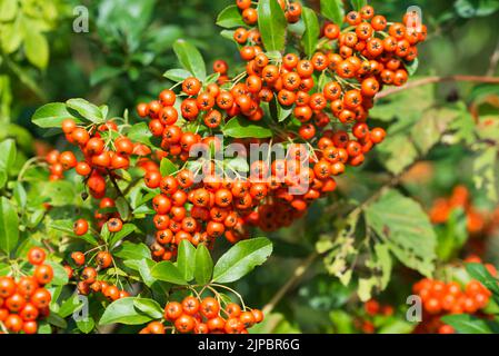 Pyracantha coccinea, scarlatto crostine arancio bacche closeup selettivo fuoco Foto Stock